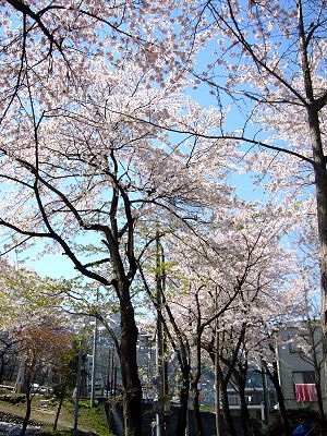 桜